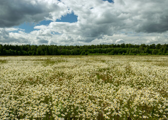 white daisy flower background, background wallpaper, field with daisies, summer