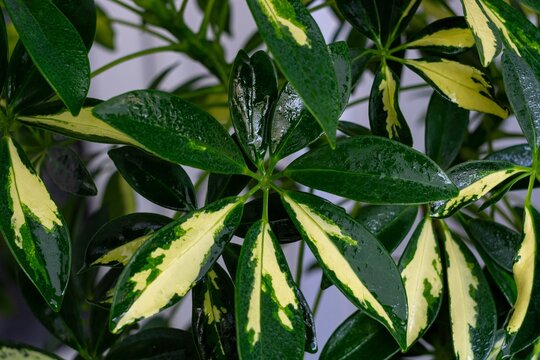 Scheffler's variegated houseplant close up