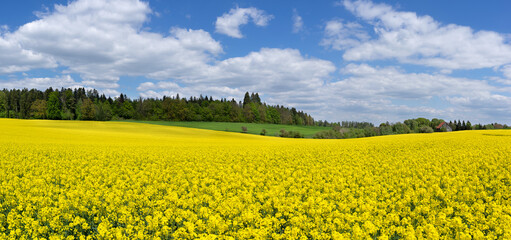 Idyllische Frühlingslandschaft mit großem, gelb blühenden Rapsfeld vor einem Wald