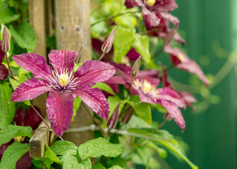 beautiful purple clematis flowers, summer garden after rain, summer
