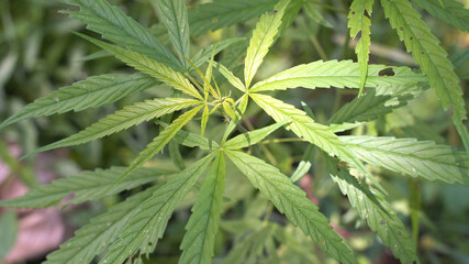 Outdoors Cannabis, Marijuana Plants. Thailand tropical area.