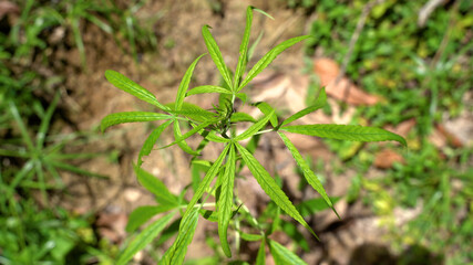 Outdoors Cannabis, Marijuana Plants. Thailand tropical area.