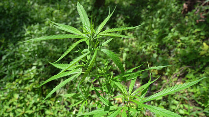 Outdoors Cannabis, Marijuana Plants. Thailand tropical area.