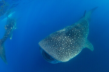 Fototapeta premium Whale shark swimming in the warm blue waters off of Cancun