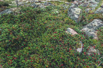 Vaccinium vitis-idaea (lingonberry, partridgeberry or cowberry). Fresh wild lingonberry in forest. Organic lingonberry. 