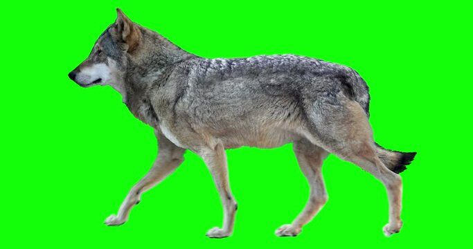 Wolf walks. Animation isolated and cyclical. You can use in real coloring, and as a silhouette. Green Screen.