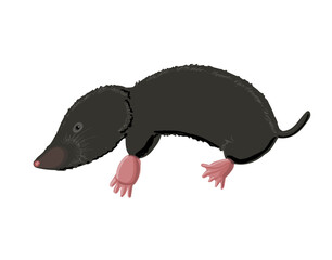 Black mole in cartoon style. Drawing isolated on a white background. Stock vector illustration.
