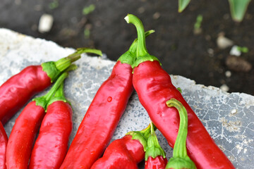 Lots of red fresh chili peppers on the concrete floor