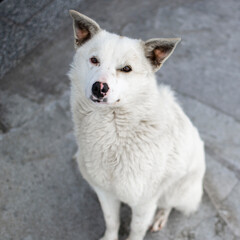 white dog
