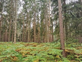 Obraz premium green fern with trees in the background