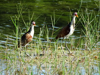 great crested grebe Jacana Jaçana