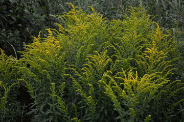 Yellow Solidago virgaurea flower in summer garden blooming