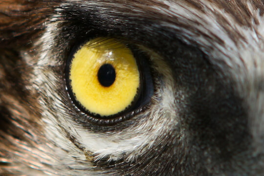 Eagle eye, yellow, close-up. High quality photo