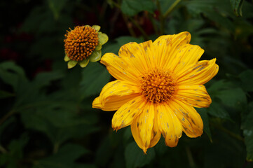 Flores do Brasil