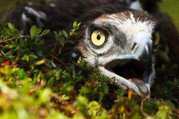 Portrait of an eagle with an open beak, in the wild, on a natural background.