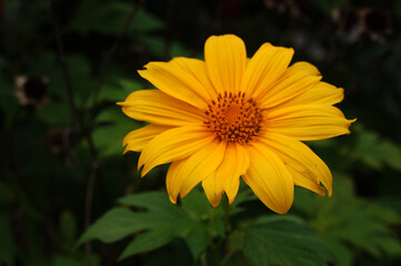 Flores do Brasil