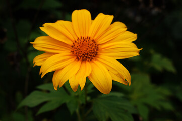 Flores do Brasil