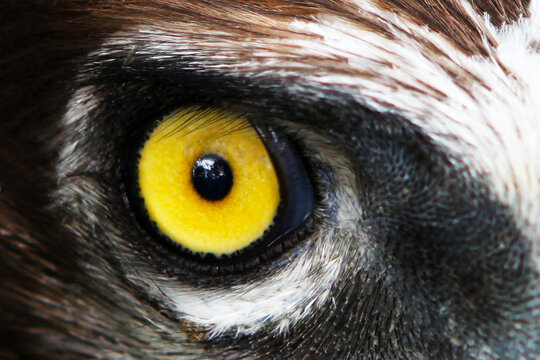 Eagle eye, yellow, close-up. High quality photo