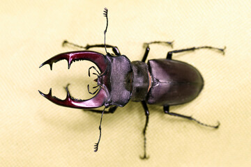 stag beetle insect