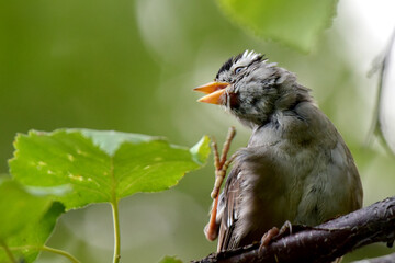 White-crowned sparrow scratches an itch on a tree branch