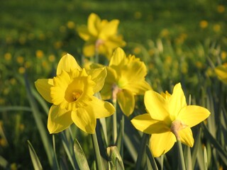 Obraz premium Jonquil or rush daffodil (Narcissus jonquilla) - yellow spring flowers used as a fundraising symbol