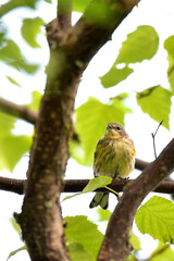 Fledgling yellow-rumped warbler