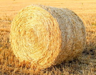 Round sheaf of hay on the background of the field