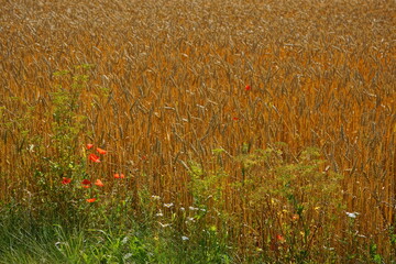 Grain field in the Summer