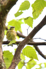 Fledgling yellow-rumped warbler