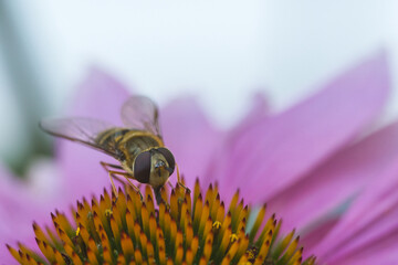 Schwebefliege auf einer Blume