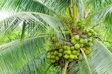 fresh fecund coconut on tree in garden at Banpaew, Samutsakorn, Thailand - 367604808