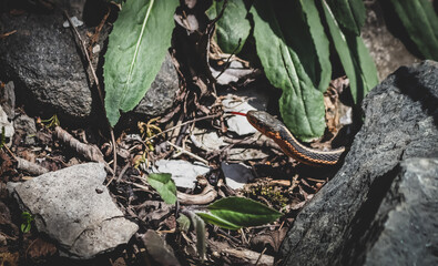 Endangered Butler's Garter snake taken in the early spring along the K&P Hiking Trail in Kingston, Ontario Canada.