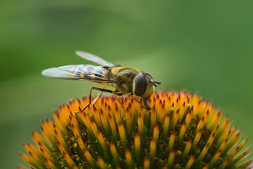 Schwebefliege auf einer Blume