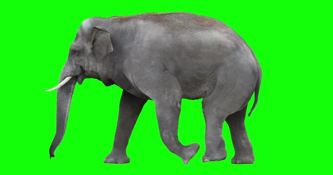 Indian elephant walking on green screen for easy chroma keying. An asian isolated animal video allows to add background in post-production. Element for visual effects.