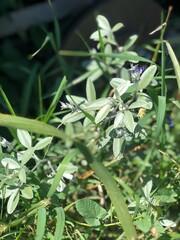 green grasshopper on the grass