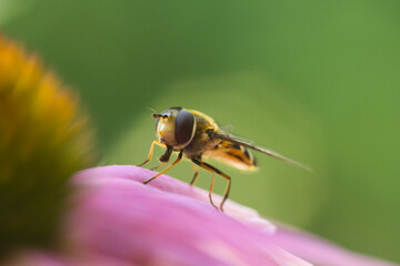 Schwebefliege auf einer Blume