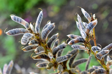 Pods with seeds of lupine flowers in the garden