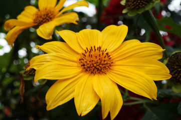 Flores do Brasil