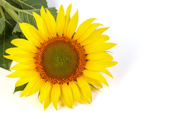 Fototapeta premium Sunflower isolated on white background. Natural background. Sunflower blooming. Close-up of sunflower