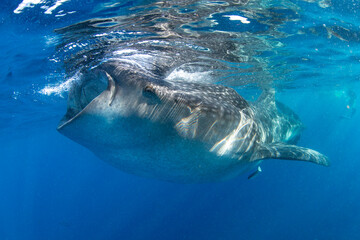 Naklejka premium Whale shark swimming in the warm blue waters off of Cancun