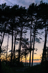 silhouettes of trees on the background of sunset over the sea