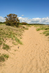 Footprints and tracks on a path through sand dunes.