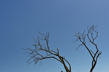 Branches of dead trees against a deep blue sky. No people. Copy space.