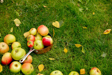 Apples on green grass in a garden.