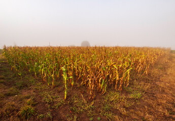 Fototapeta na wymiar Campo de maíz al amanecer 