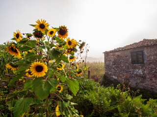 Girasoles junto a una casa de piedra en un dia de niebla al amanecer
