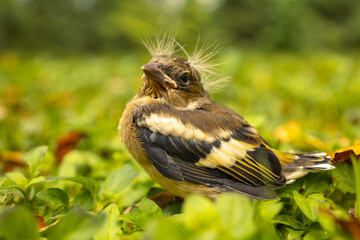 Baby bird with a punk hairstyle, separated from its mother and feeling lost in the grass