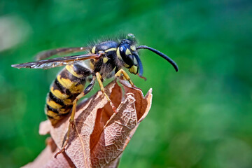 Gemeine Wespe ( Vespula vulgaris ).