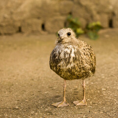 seagulls baby bird fallen from nest