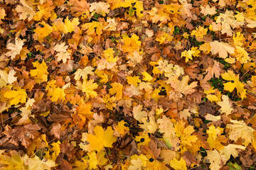 Colorful autumn leaves. Autumn background. Yellow autumn leaves